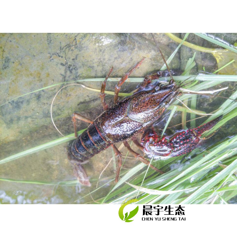 虾